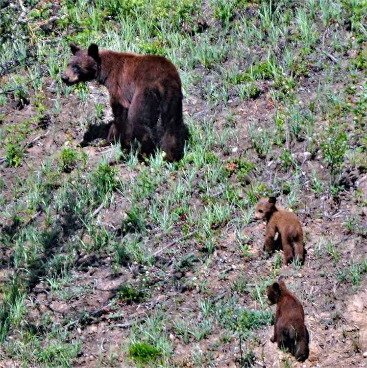 mama bear and 2 cubs